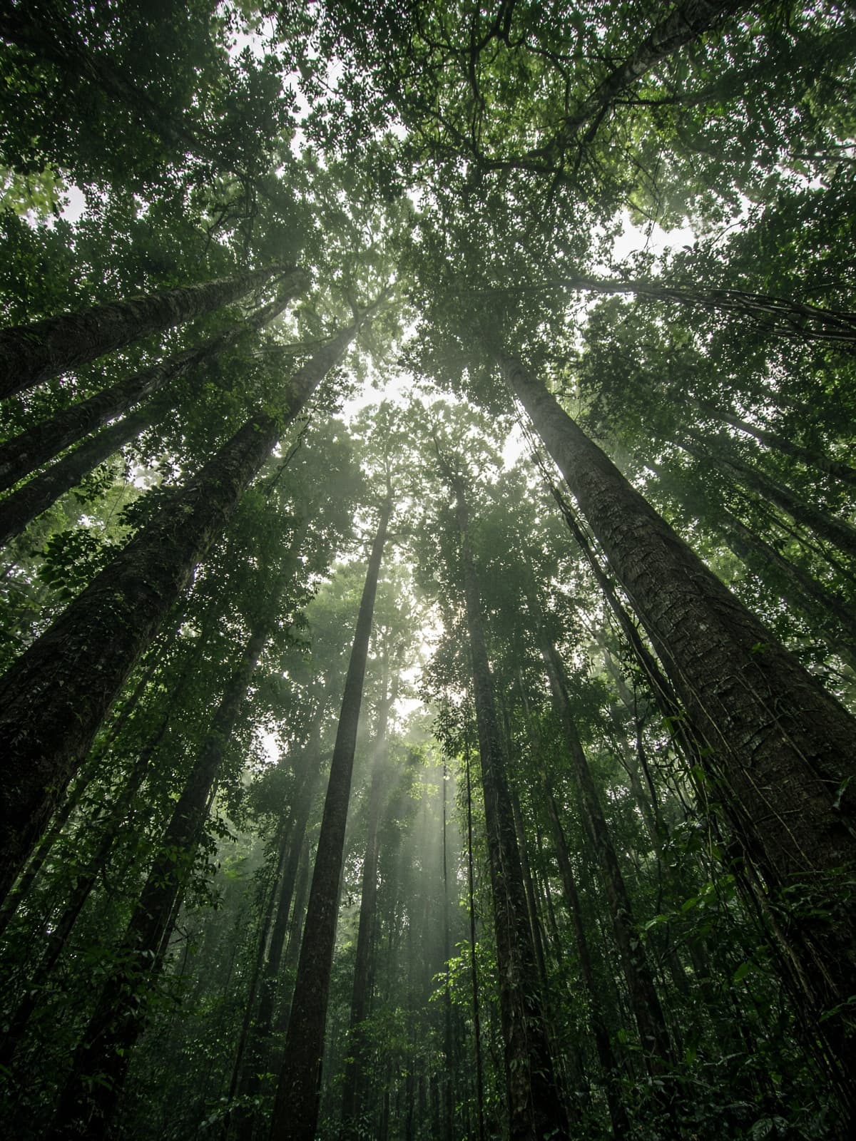 Dossel de mata nativa visto de baixo, com luz atravessando as árvores
