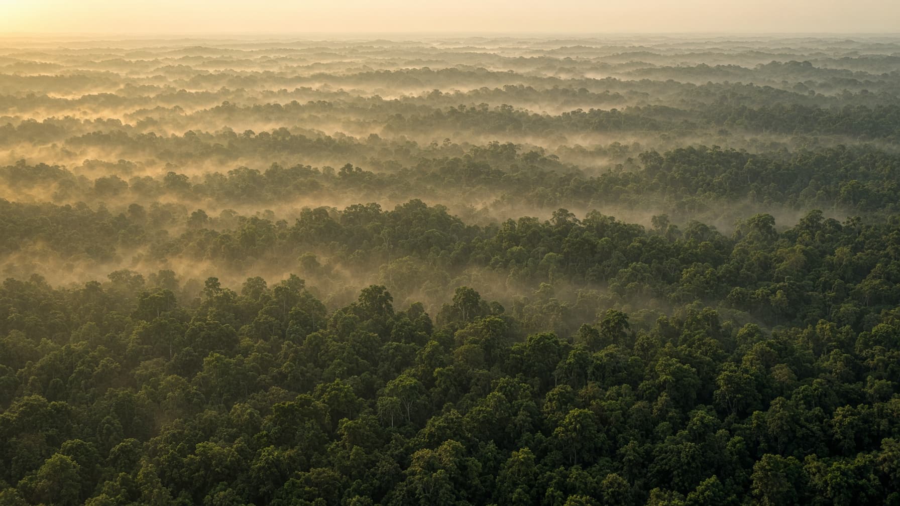 Vista aérea de floresta contínua ao amanhecer, com a grade de hectares sobreposta